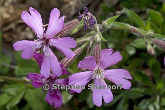 silene fruticosa 3 graphic